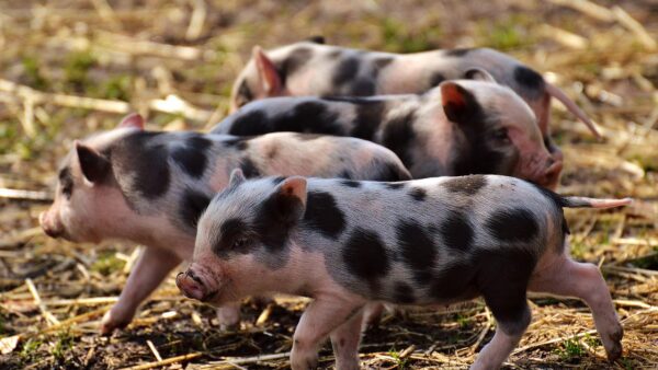 Własna hodowla świń – wskazówki dla początkujących
