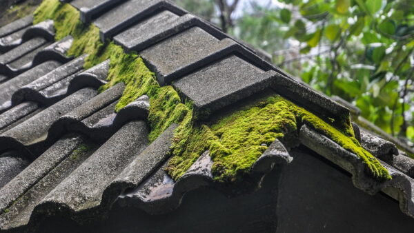 Zielony dach – jak wygląda jego budowa?