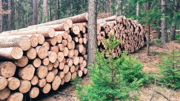 maszynowe pozyskiwanie drewna